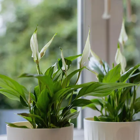 Marylin - Czysta 5 Street Apartment